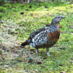 Bild-Auerhuhn-RolandMueller