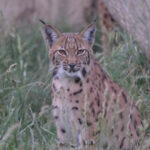 PM 44-2022 Luchs_Tierpark Gotha © KulTourStadt Gotha GmbH
