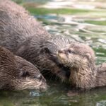 PM 44-2022 Otter_Tierpark Gotha © Frederik Linti_KTS