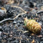 csm_Bild-Waldbrand-DanielaTroeger_348b92995f