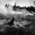 the-forest-fell-g8bfe24fa5_1920