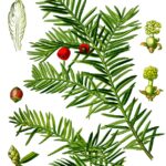 Cleaned-Illustration_Taxus_baccata