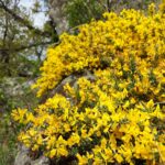 Genista_pilosa_sl2