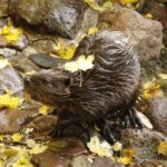 PM 100-2022 Kanadabiber im Herbst_Tierpark Gotha © KTS
