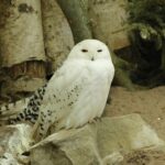 PM 100-2022 Schneeeule © KulTourStadt Gotha