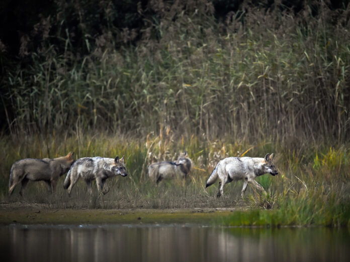 Wolfsrudel