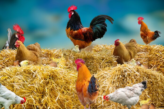 Huhn Hühner Hahn Geflügel