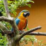 PM 05-2023 Gelbbrustara Tierpark Gotha © KTS