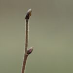 140949 Moorbirkenknospe_AK (2)