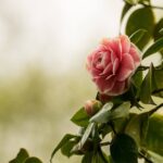 camellia-gdee098867_1920