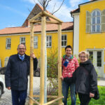 125-2023 Pflanzung einer Friedenslinde