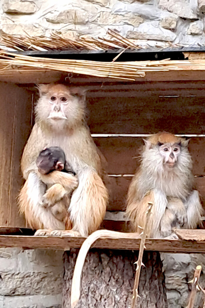 PM 23-2023 Husarenaffen mit Jungtier_Tierpark_Gotha © KTS Josefine Linke