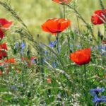 ackerwildkraeuter_klatschmohn-2277653_c-bschmidt_pixabay_cc0