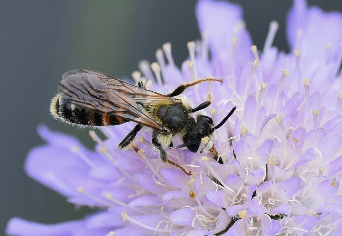 Wildbiene Knautien-Sandbiene Männchen