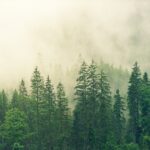 forest-3622519_1920