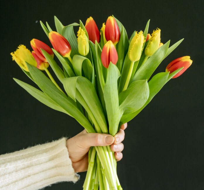 Tulip bouquets 2024