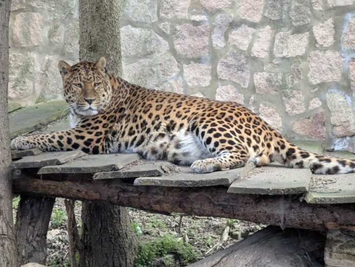 PM 21-2025 Leopard Pavel (c)Tierpark Gotha