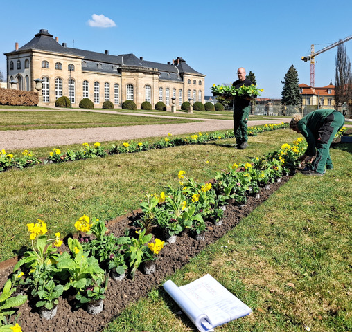 Frühjahrsbepflanung in der Herzoglichen Orangerie Gotha, Foto STSG, Jens Scheffler